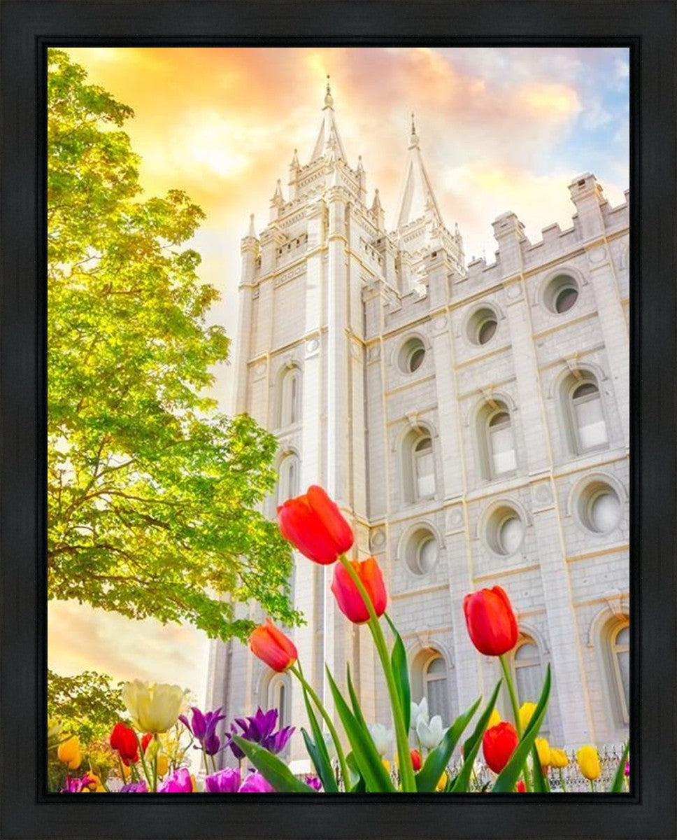 Salt Lake Spring Tulips Gallery Wrap