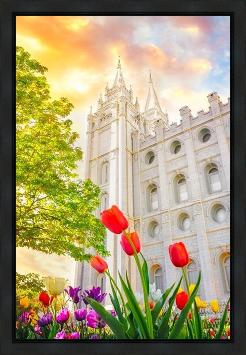 Salt Lake Spring Tulips Gallery Wrap