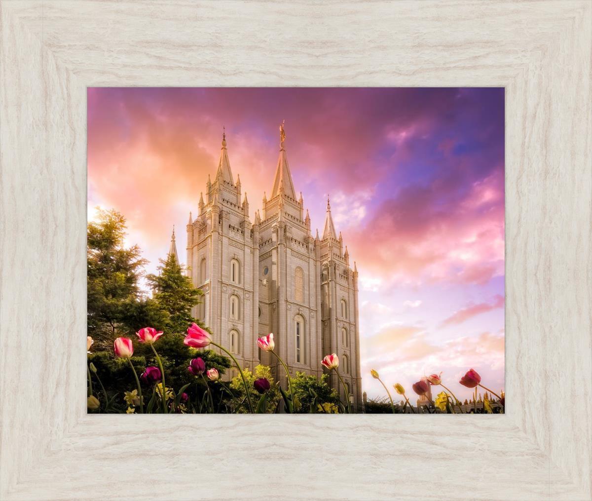 Salt Lake Tulips