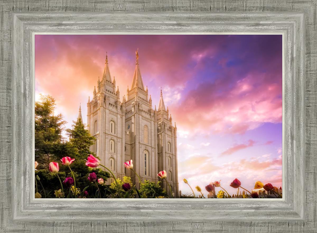 Salt Lake Tulips