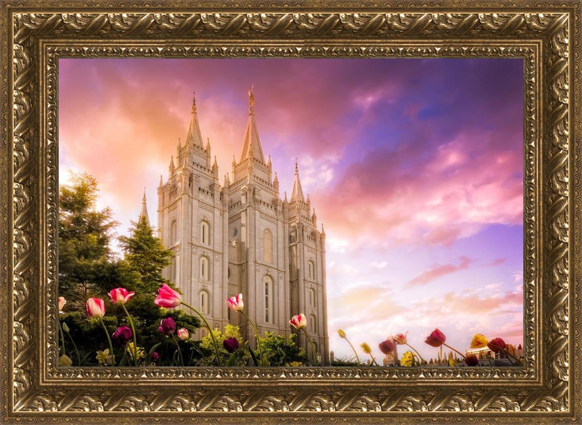 Salt Lake Tulips