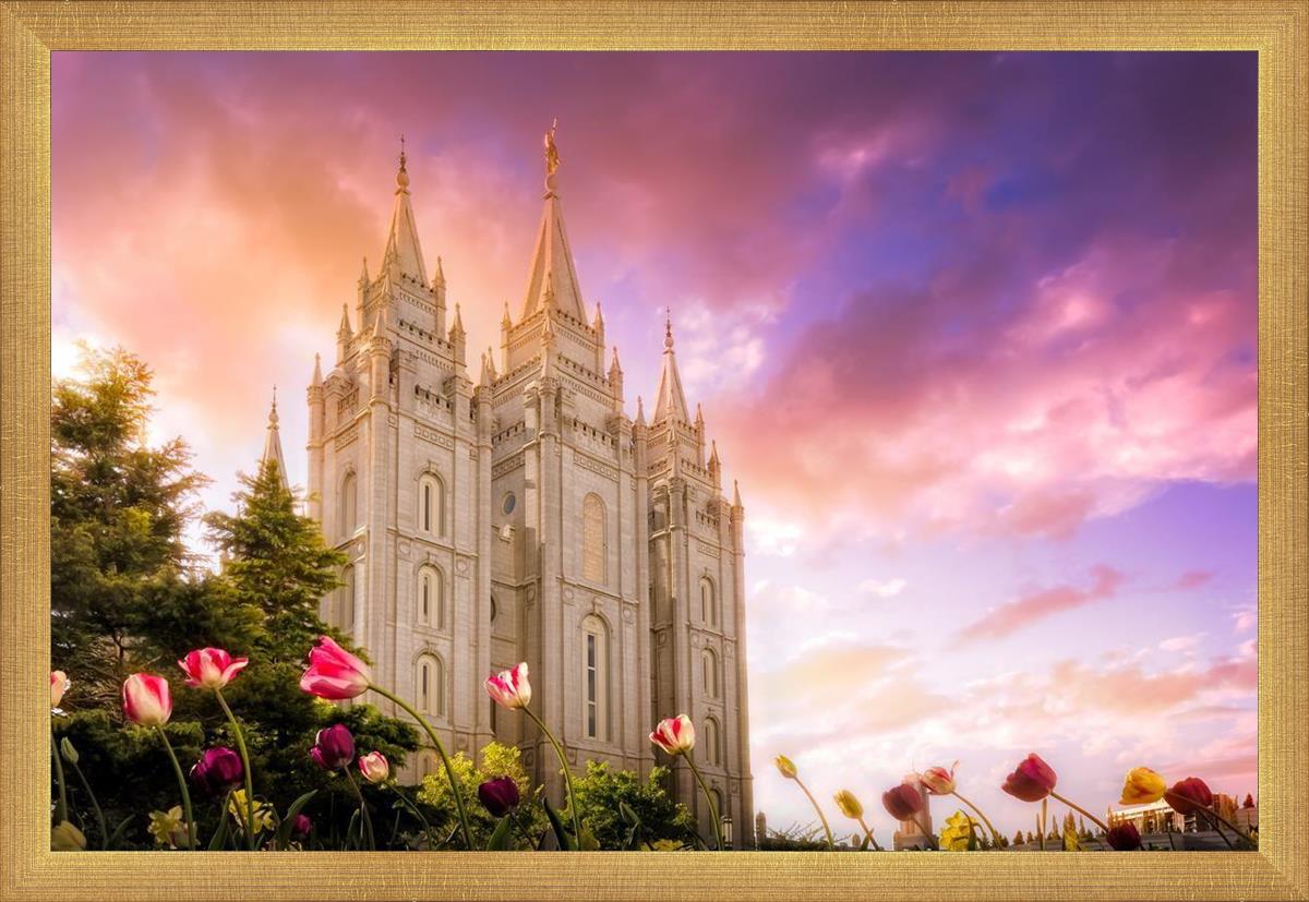 Salt Lake Tulips