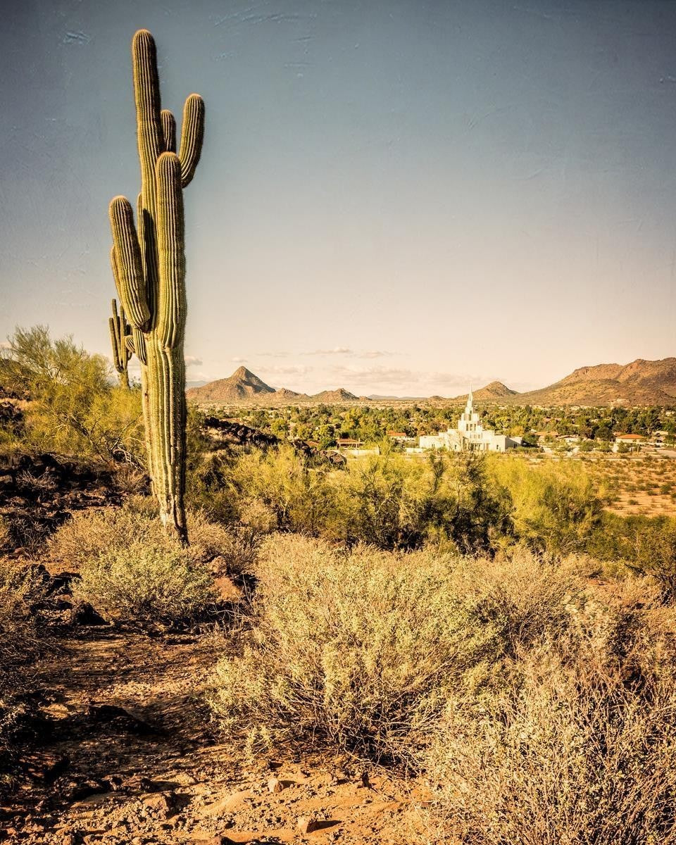 Phoenix Cactus Hill Gallery Wrap