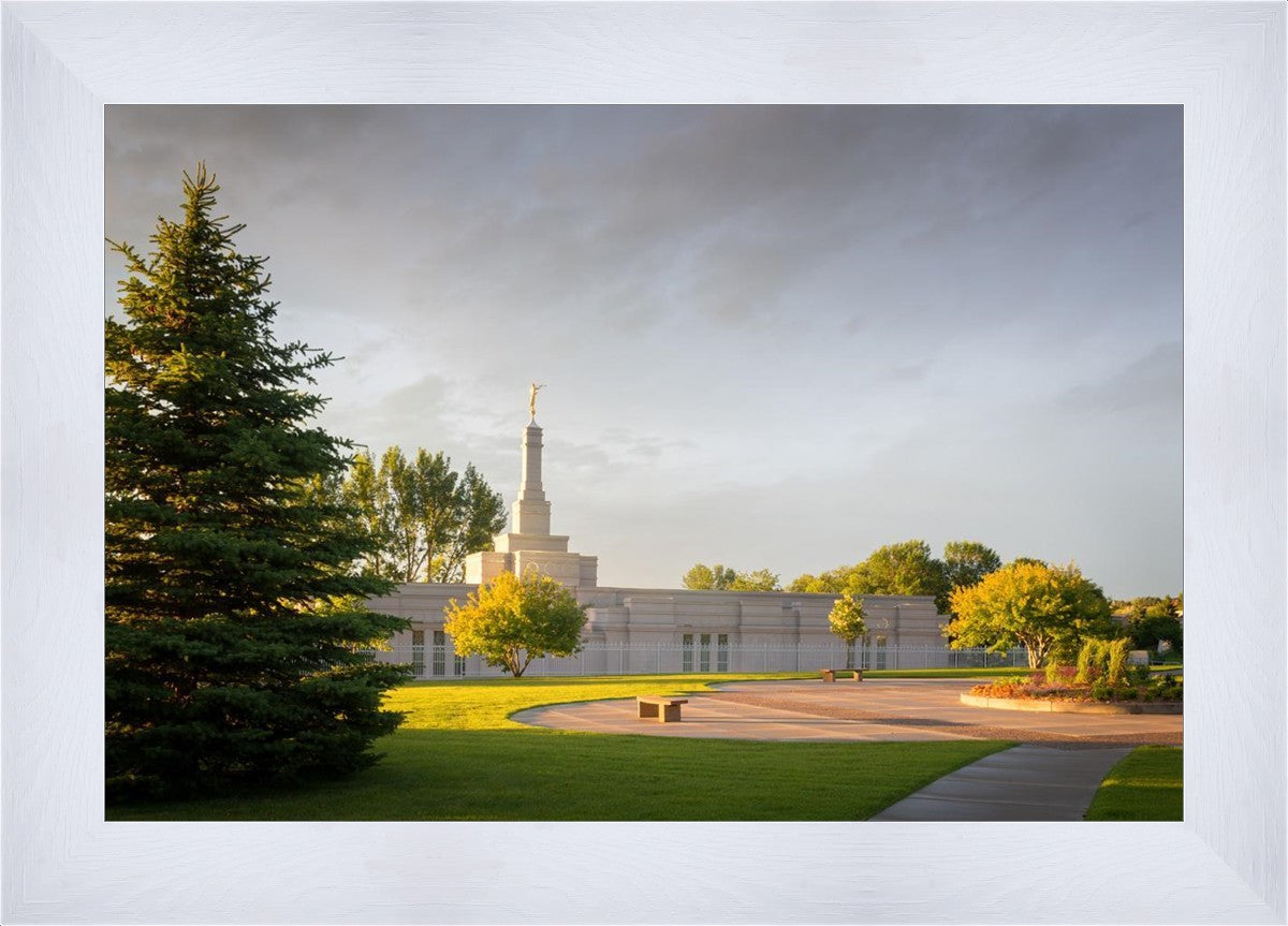 Bismarck Golden Glow