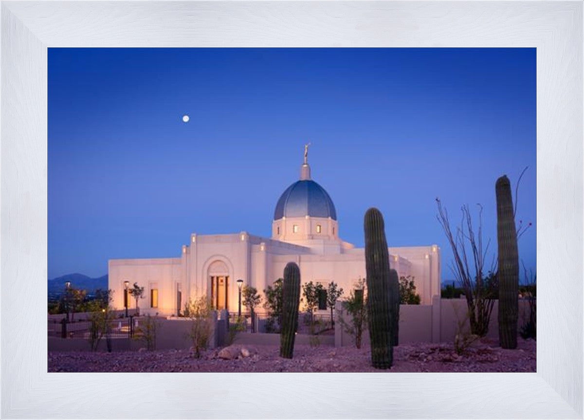 Tucson Cactus Morning