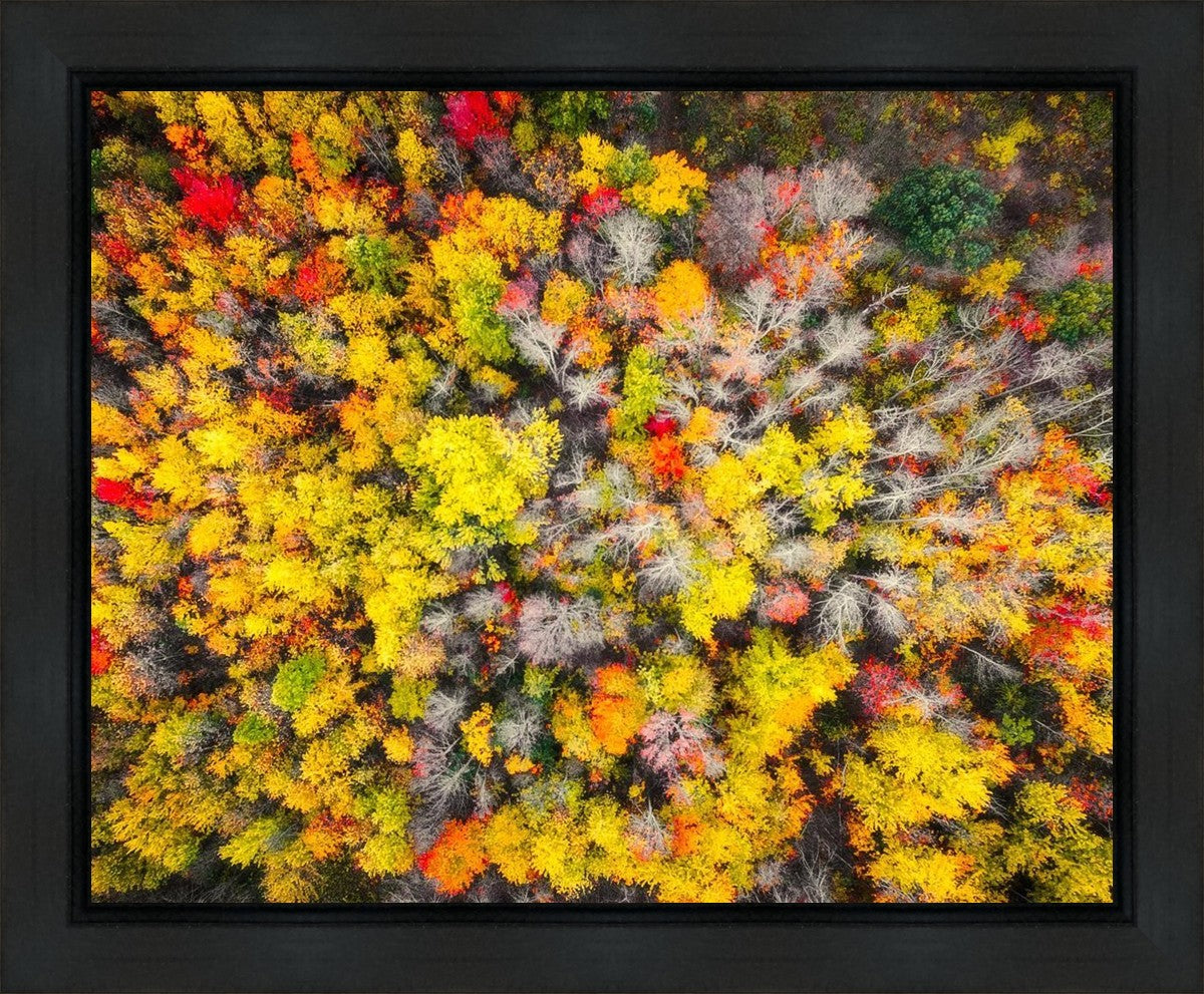 Sacred Grove Autumn From Heaven Gallery Wrap