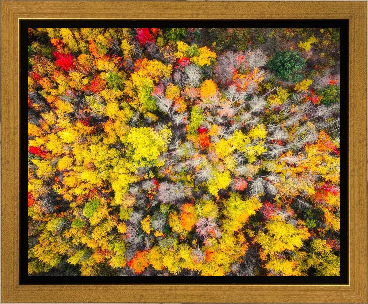 Sacred Grove Autumn From Heaven Gallery Wrap