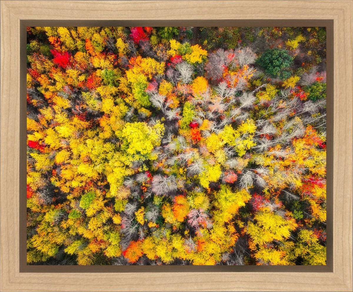 Sacred Grove Autumn From Heaven Gallery Wrap