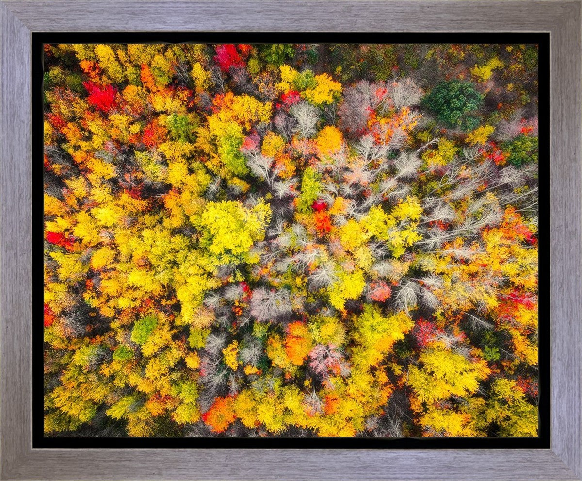 Sacred Grove Autumn From Heaven Gallery Wrap