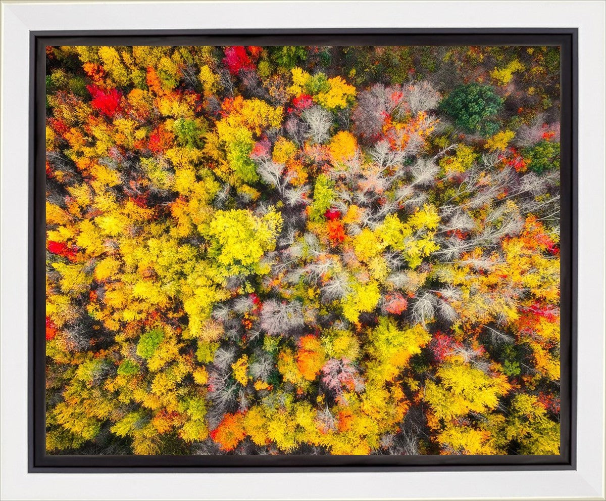Sacred Grove Autumn From Heaven Gallery Wrap