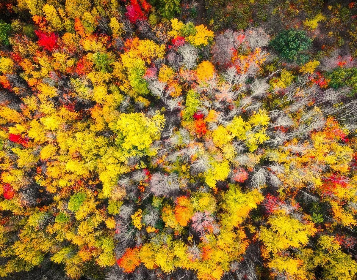 Sacred Grove Autumn From Heaven Gallery Wrap