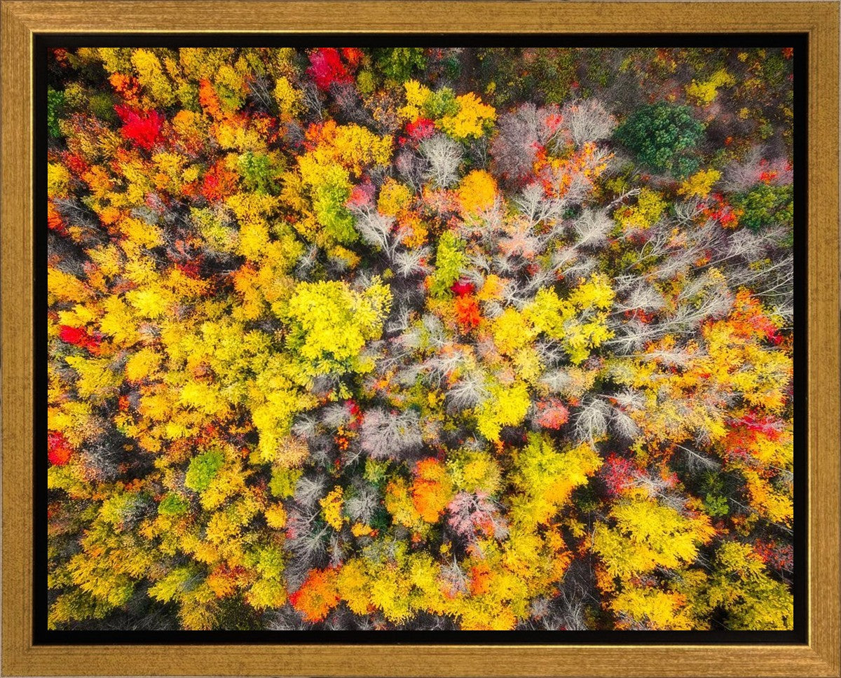 Sacred Grove Autumn From Heaven Gallery Wrap