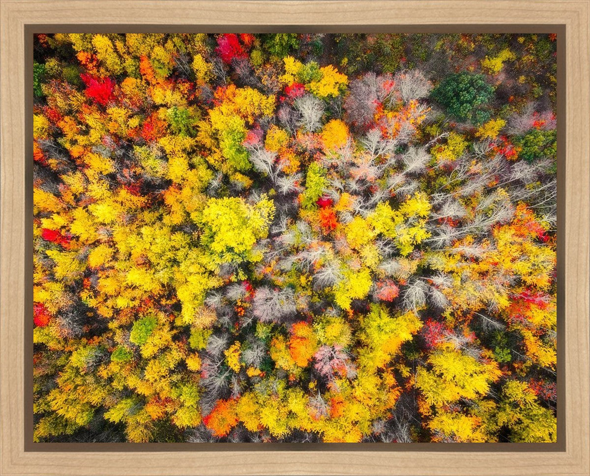 Sacred Grove Autumn From Heaven Gallery Wrap