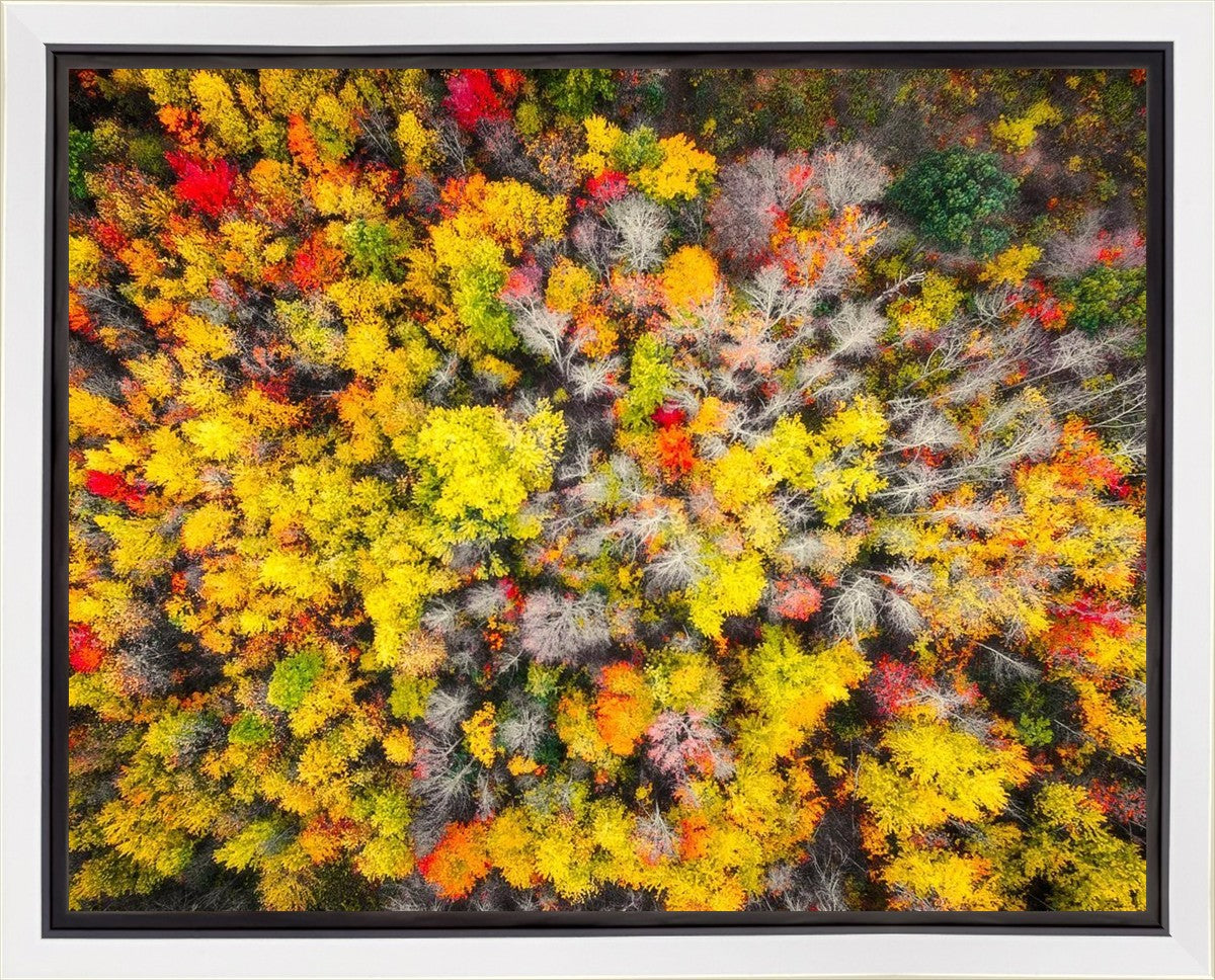 Sacred Grove Autumn From Heaven Gallery Wrap