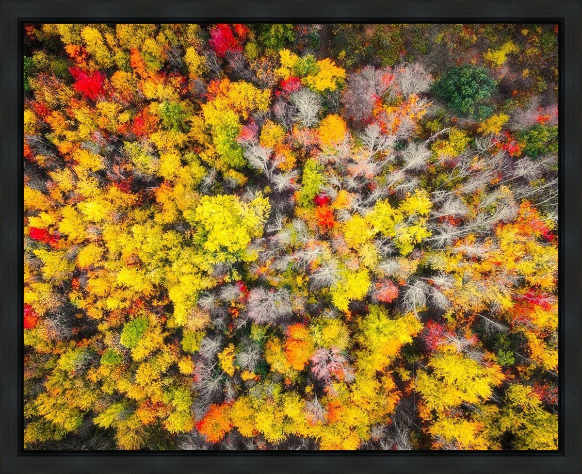 Sacred Grove Autumn From Heaven Gallery Wrap