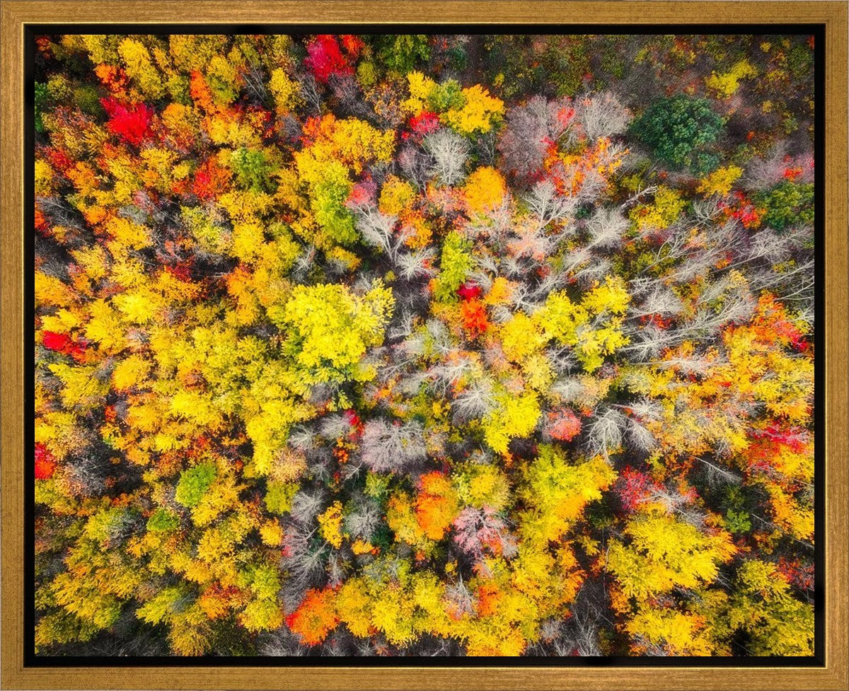 Sacred Grove Autumn From Heaven Gallery Wrap