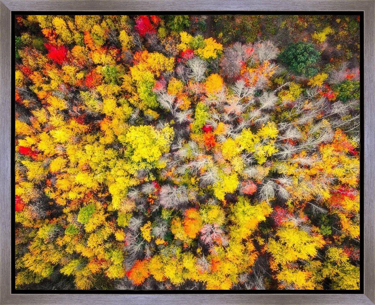Sacred Grove Autumn From Heaven Gallery Wrap