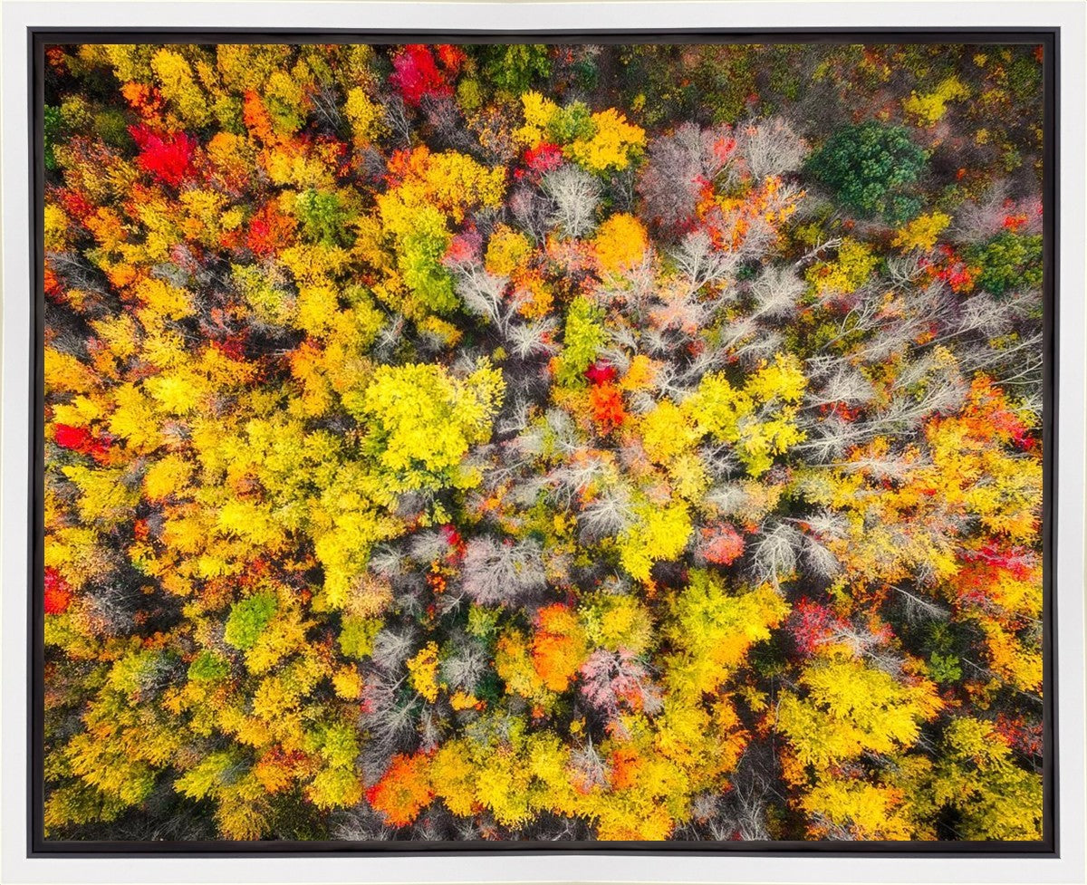 Sacred Grove Autumn From Heaven Gallery Wrap