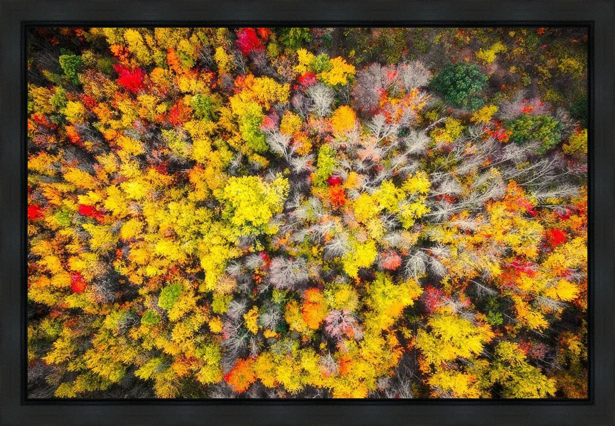 Sacred Grove Autumn From Heaven Gallery Wrap