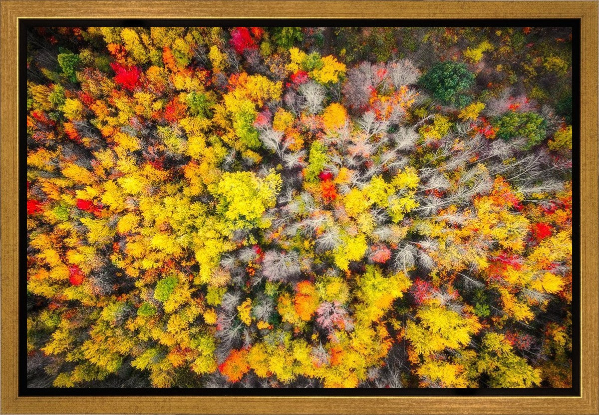 Sacred Grove Autumn From Heaven Gallery Wrap