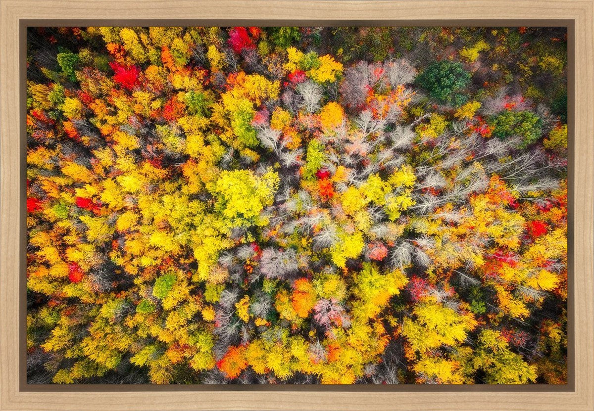 Sacred Grove Autumn From Heaven Gallery Wrap