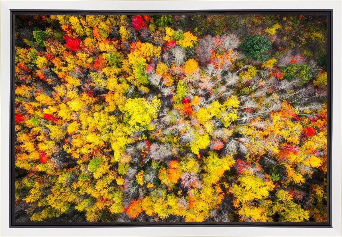 Sacred Grove Autumn From Heaven Gallery Wrap