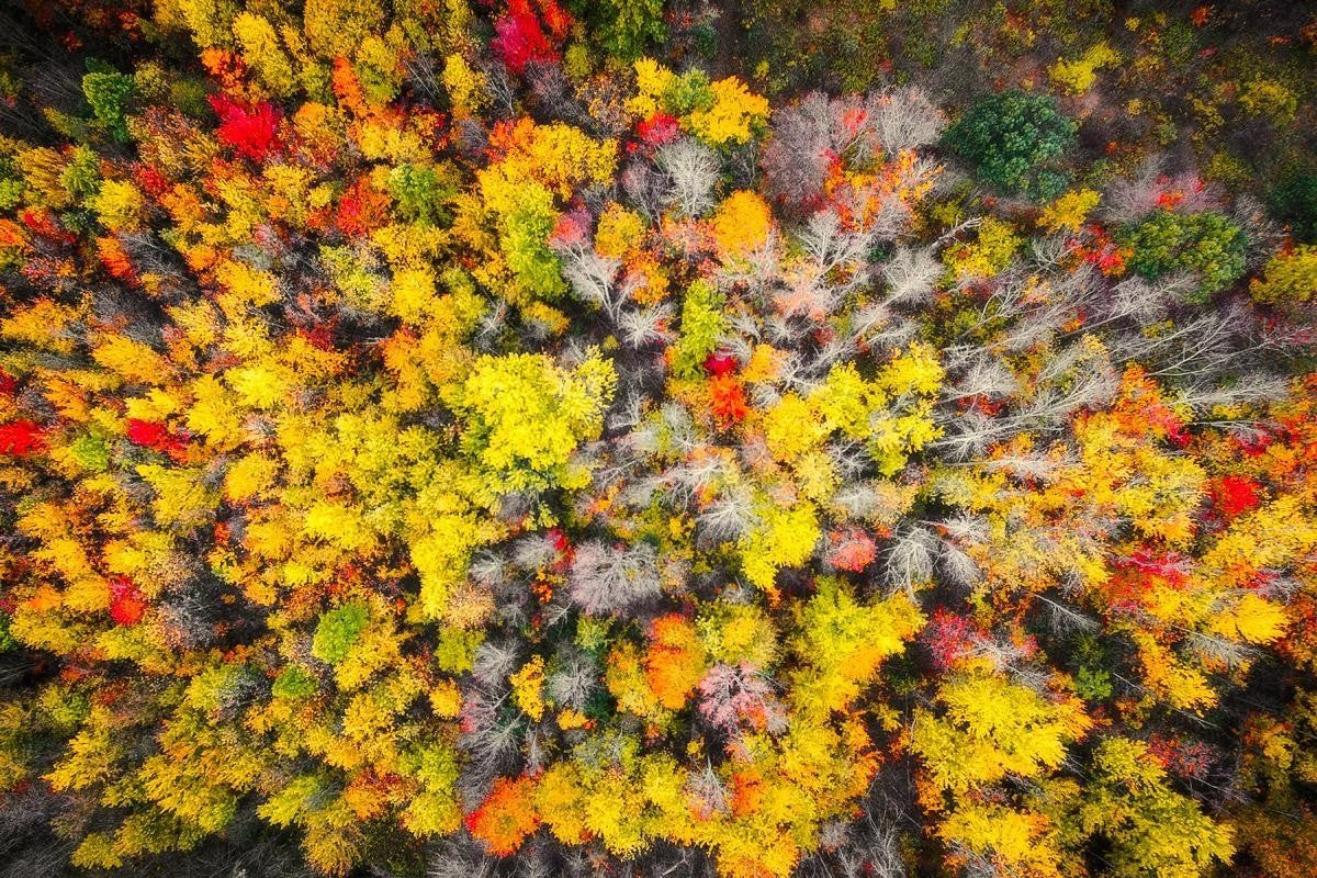 Sacred Grove Autumn From Heaven Gallery Wrap