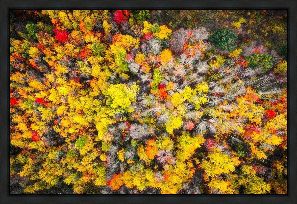 Sacred Grove Autumn From Heaven Gallery Wrap