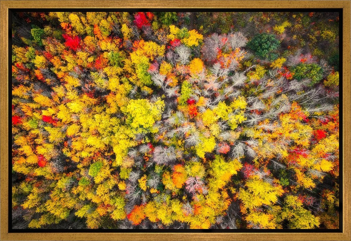 Sacred Grove Autumn From Heaven