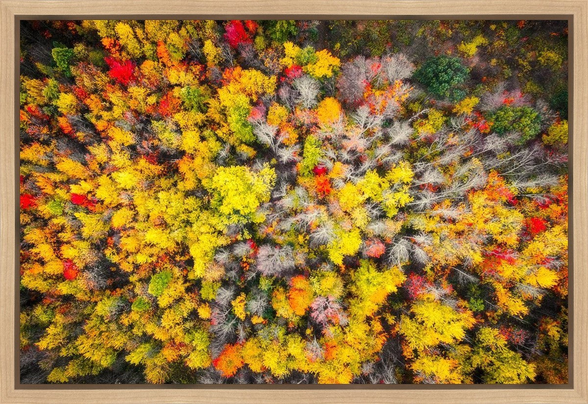 Sacred Grove Autumn From Heaven Gallery Wrap