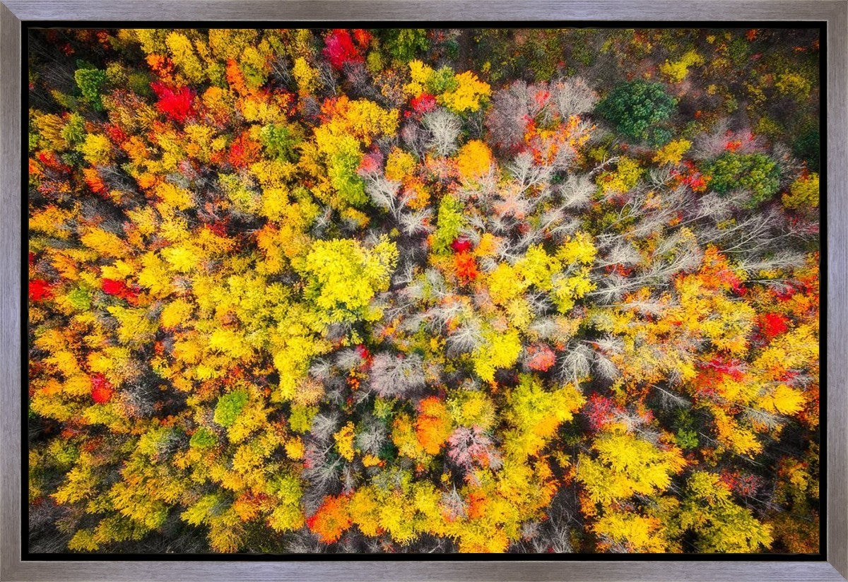 Sacred Grove Autumn From Heaven Gallery Wrap
