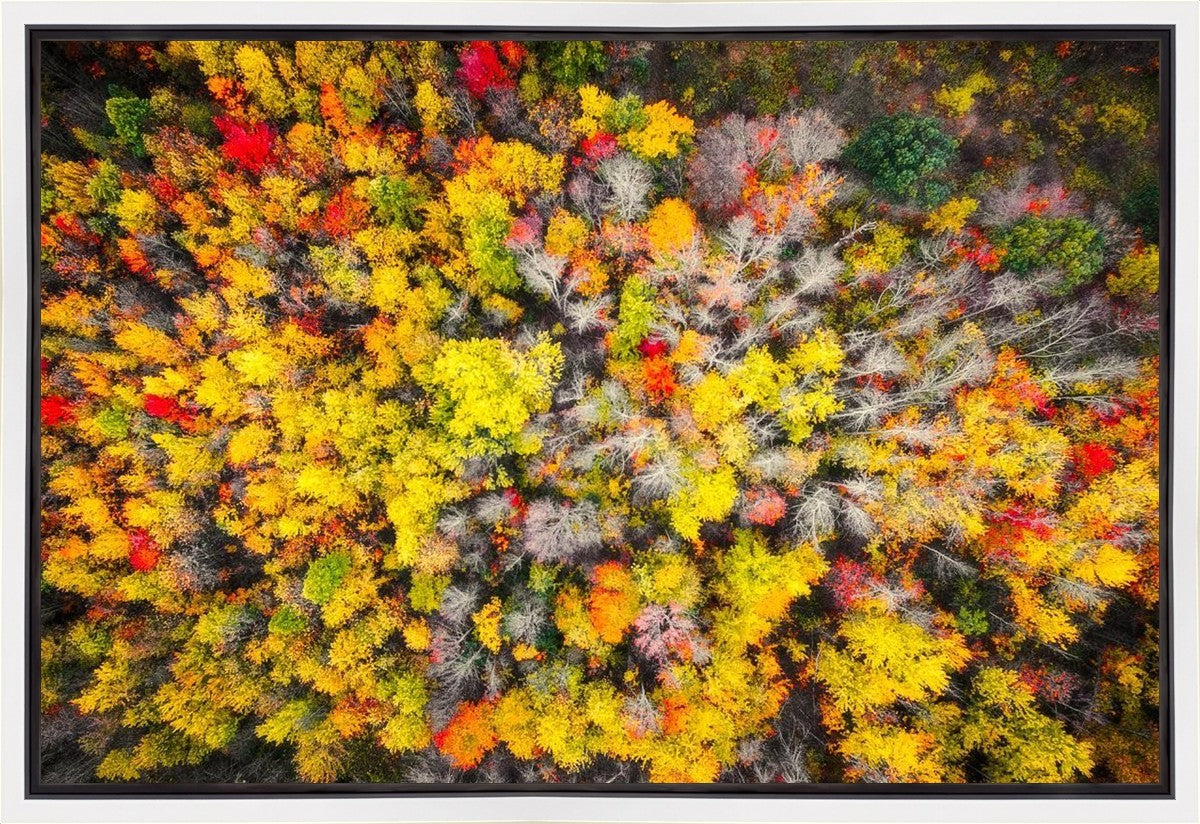 Sacred Grove Autumn From Heaven Gallery Wrap