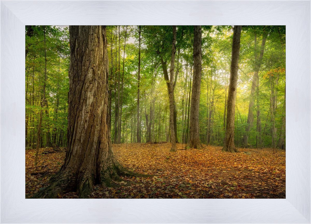 Oh How Lovely was the Morning