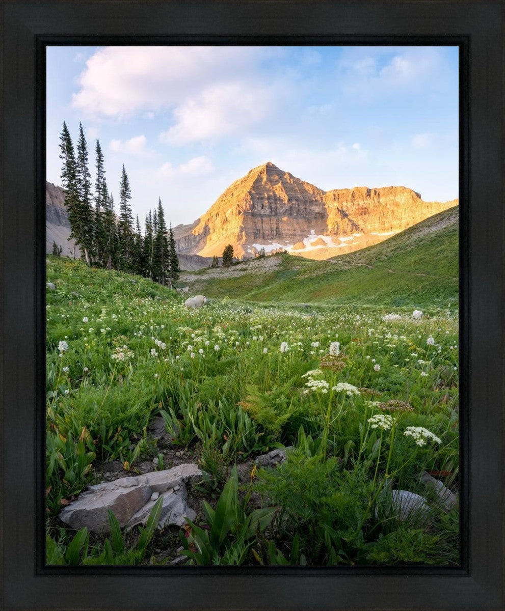 Timpanogos Meadow Gallery Wrap