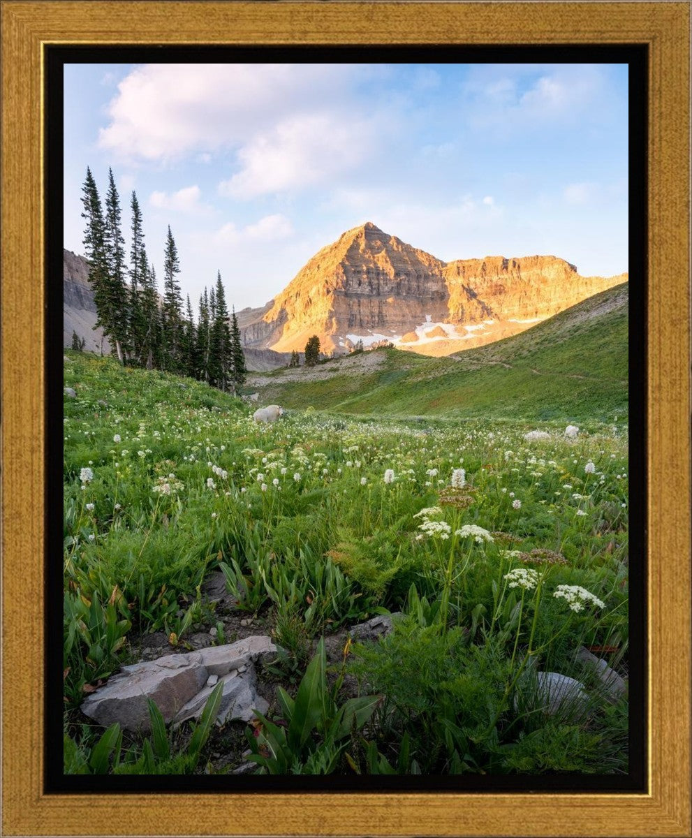Timpanogos Meadow Gallery Wrap
