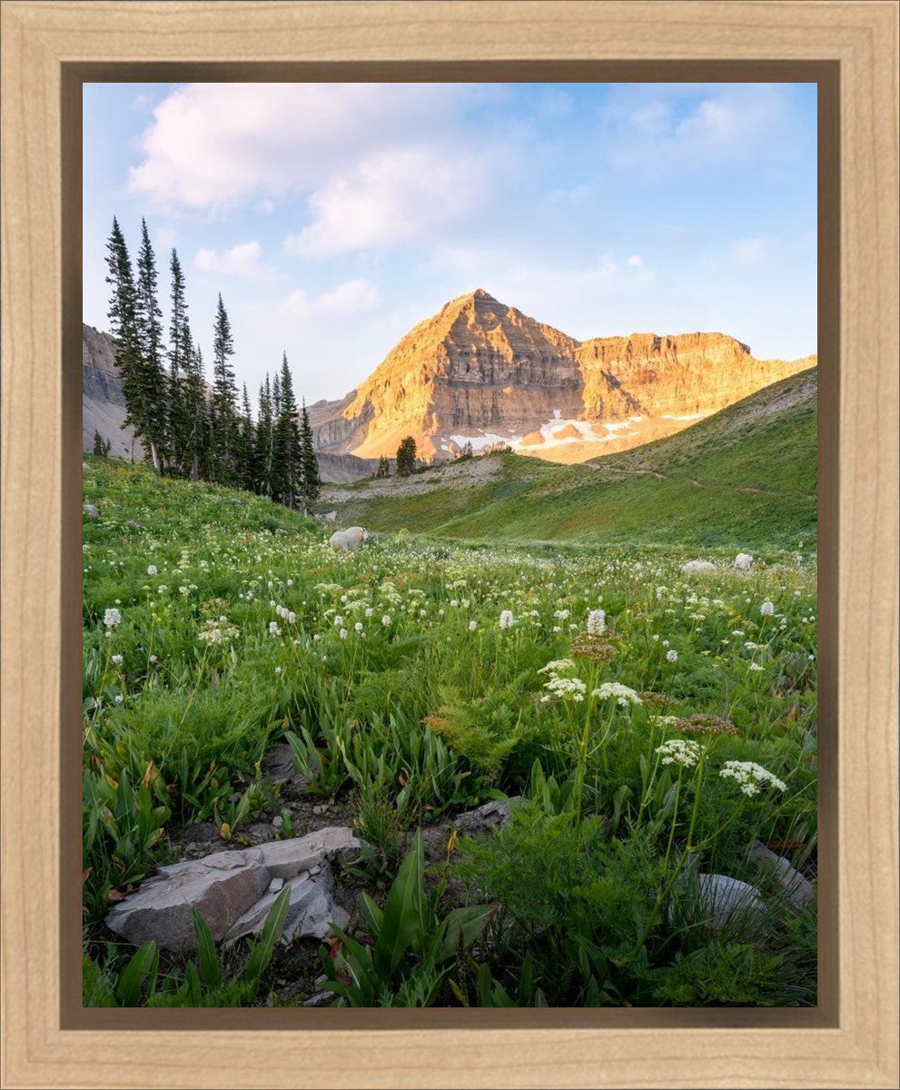 Timpanogos Meadow Gallery Wrap
