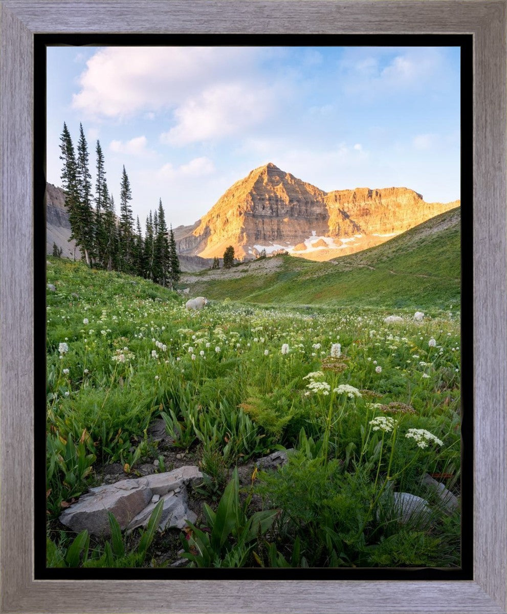 Timpanogos Meadow Gallery Wrap