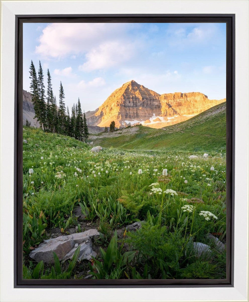Timpanogos Meadow Gallery Wrap
