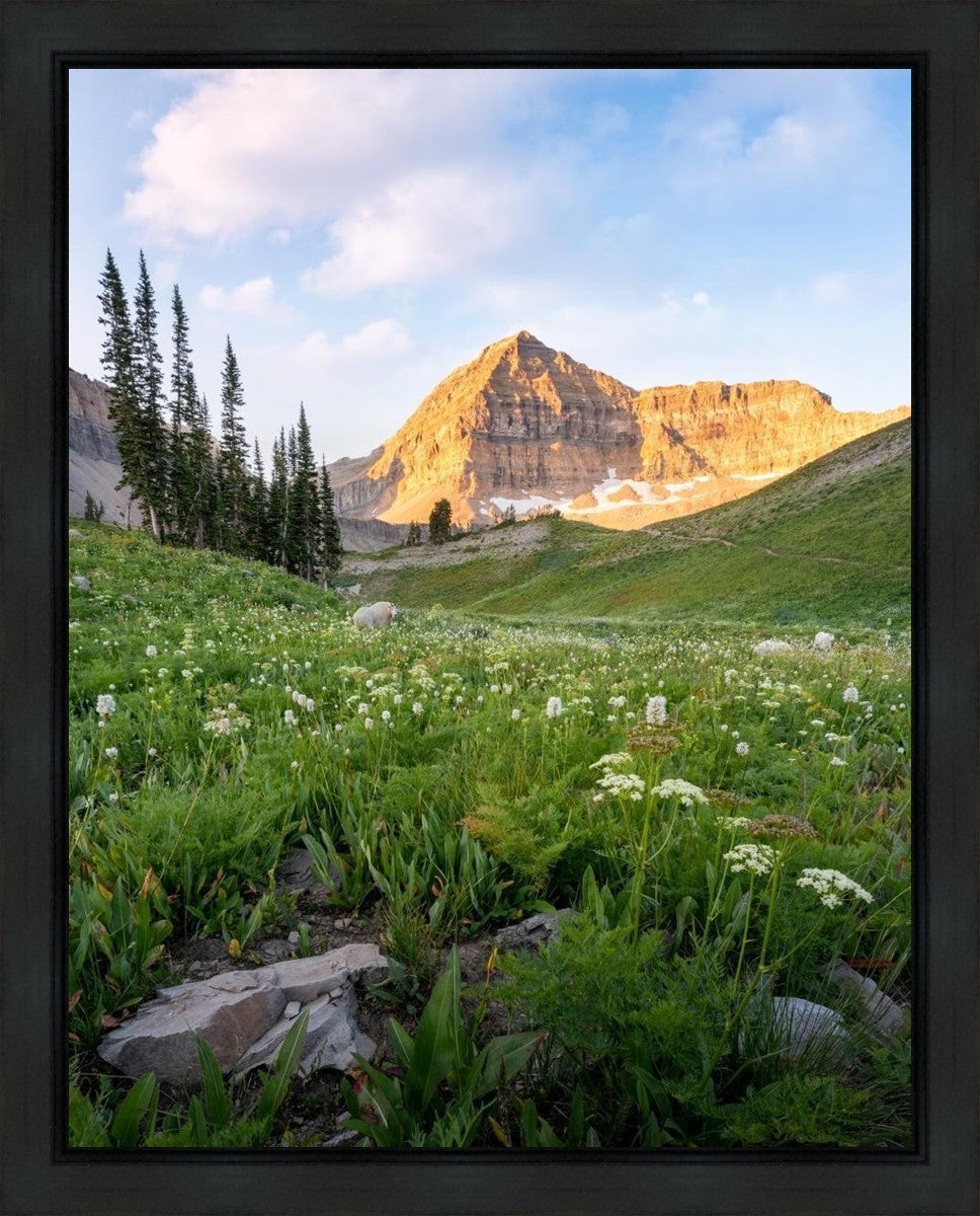 Timpanogos Meadow Gallery Wrap