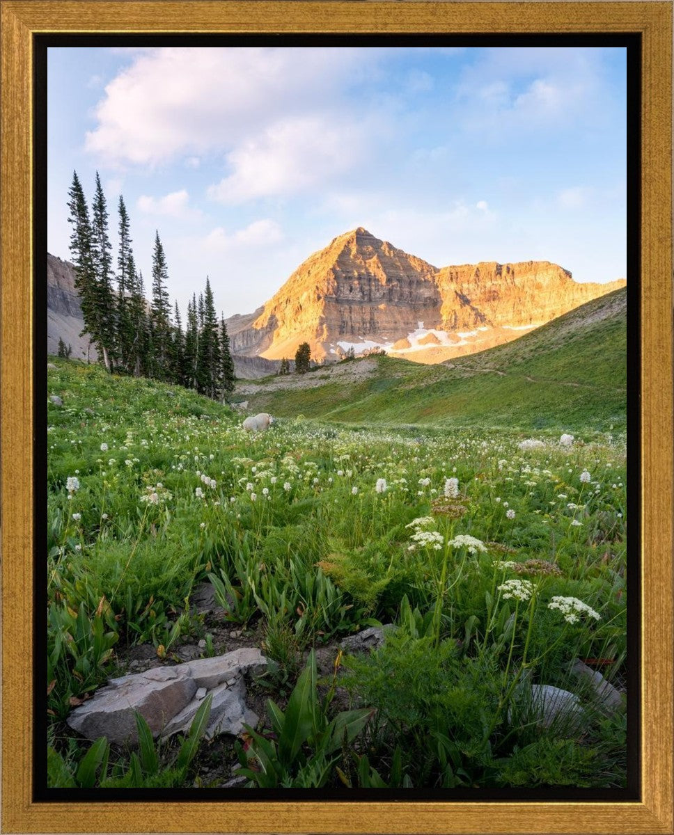 Timpanogos Meadow Gallery Wrap