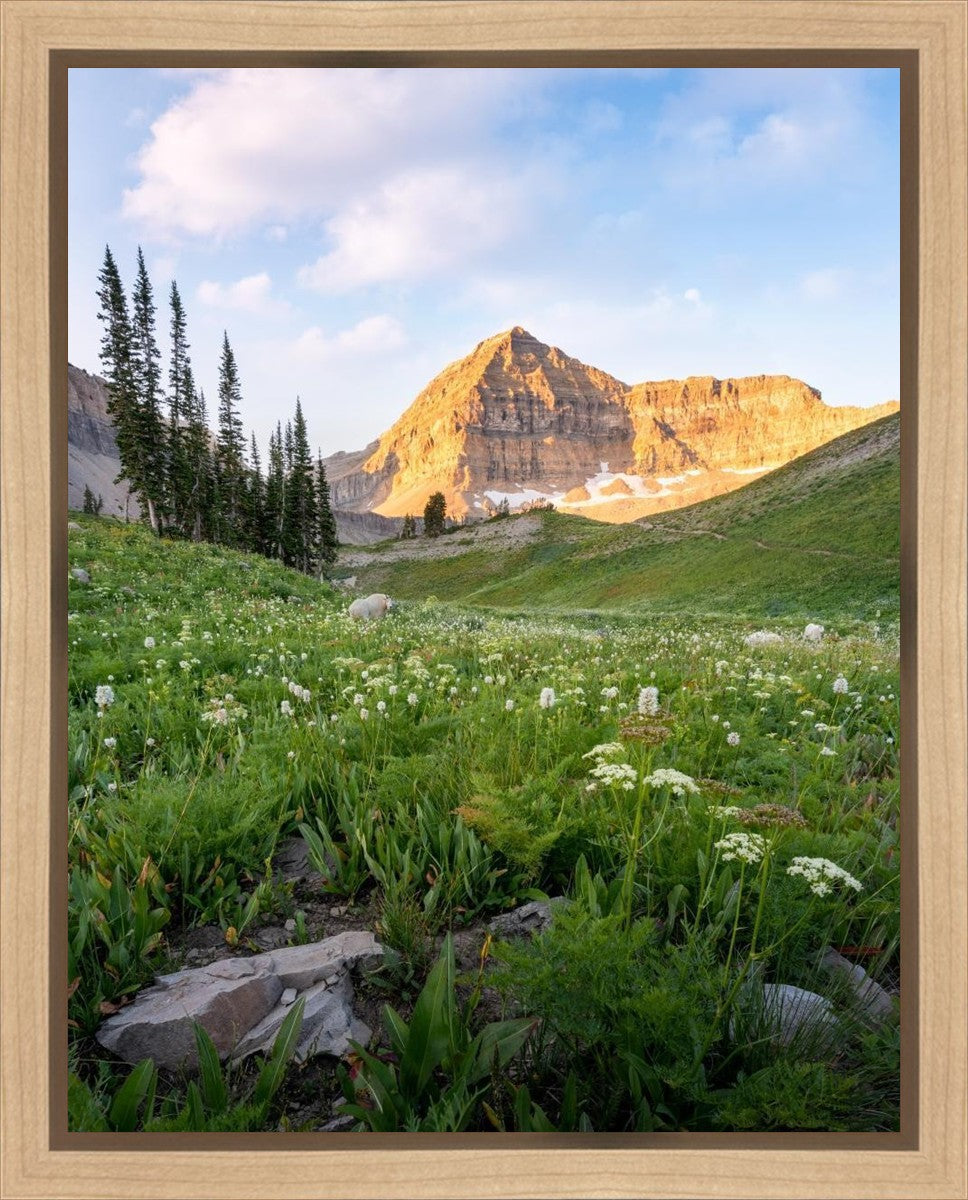 Timpanogos Meadow Gallery Wrap