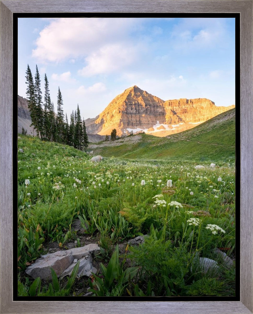 Timpanogos Meadow Gallery Wrap