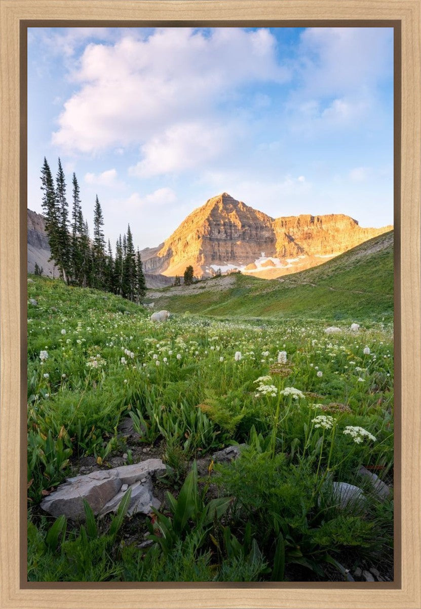 Timpanogos Meadow Gallery Wrap