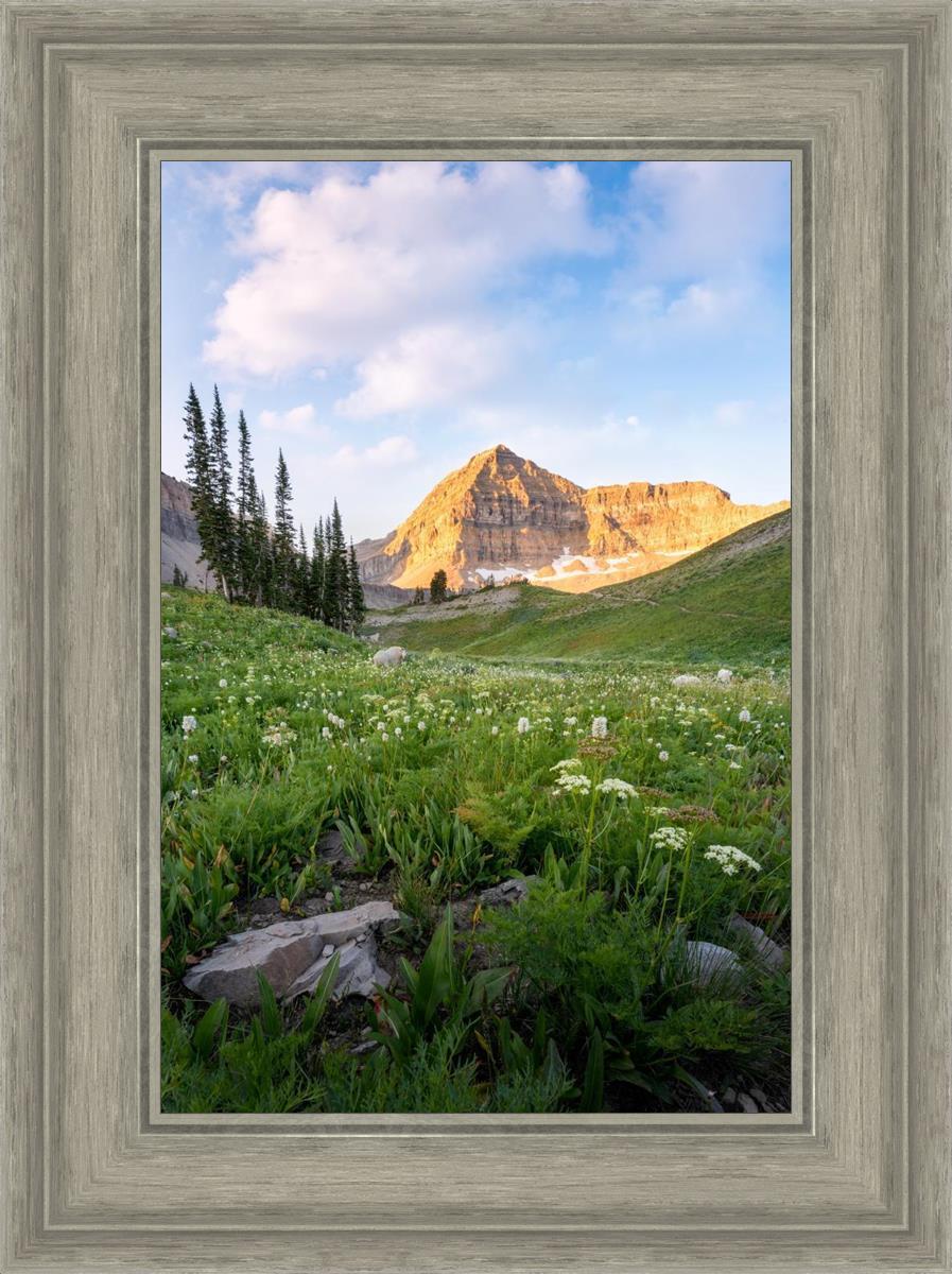 Timpanogos Meadow
