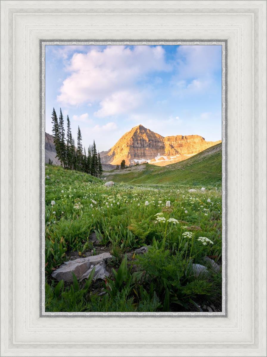 Timpanogos Meadow