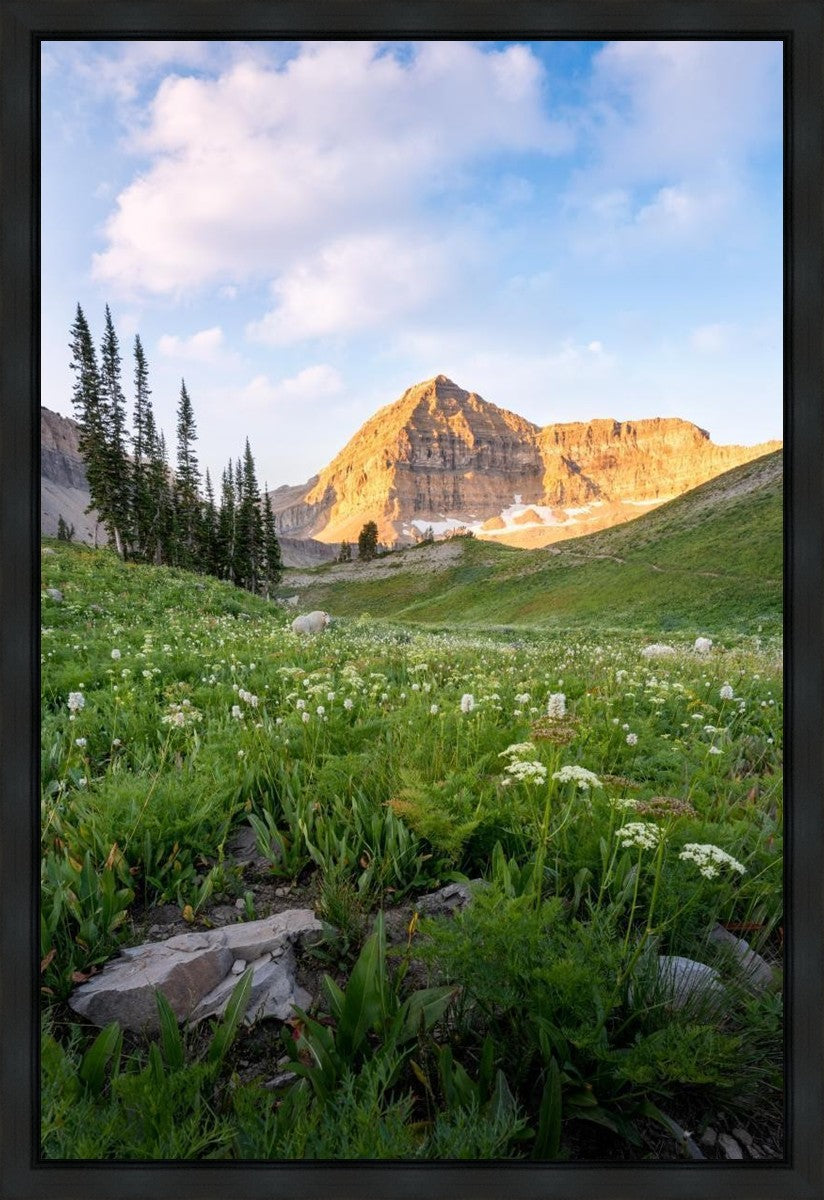 Timpanogos Meadow Gallery Wrap