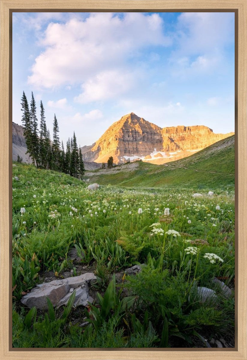 Timpanogos Meadow Gallery Wrap