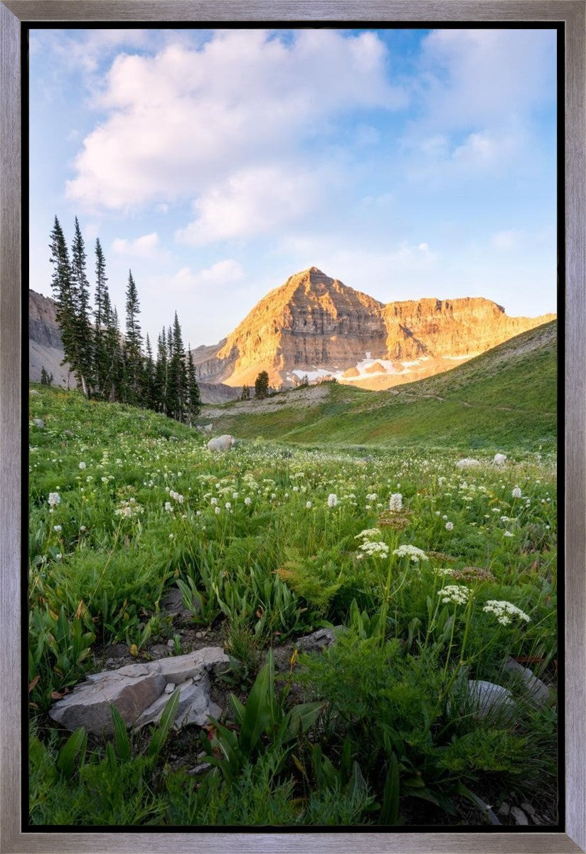 Timpanogos Meadow Gallery Wrap