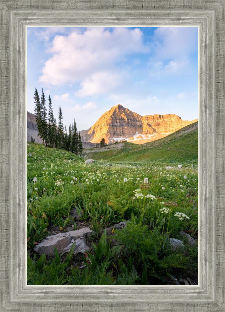 Timpanogos Meadow