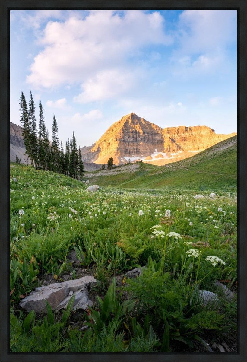 Timpanogos Meadow Gallery Wrap